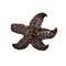 Carpe Diem Oak Hollow Decorative Hardware Coastal Living Star Fish Knob