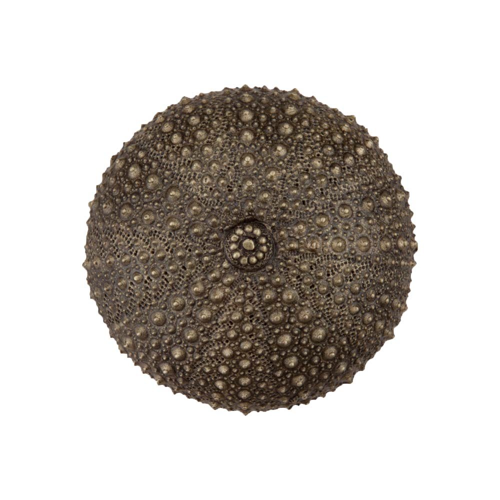 Acorn MFG 1 1/2" Sea Urchin Knob in Antique Brass