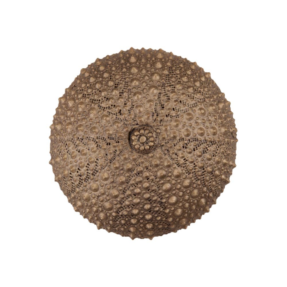 Acorn MFG 1 1/2" Sea Urchin Knob in Museum Gold