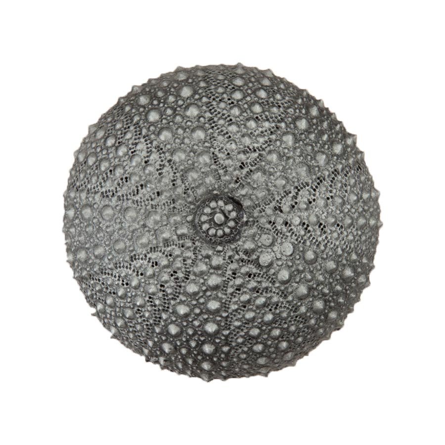 Acorn MFG 1 1/2" Sea Urchin Knob in Antique Pewter