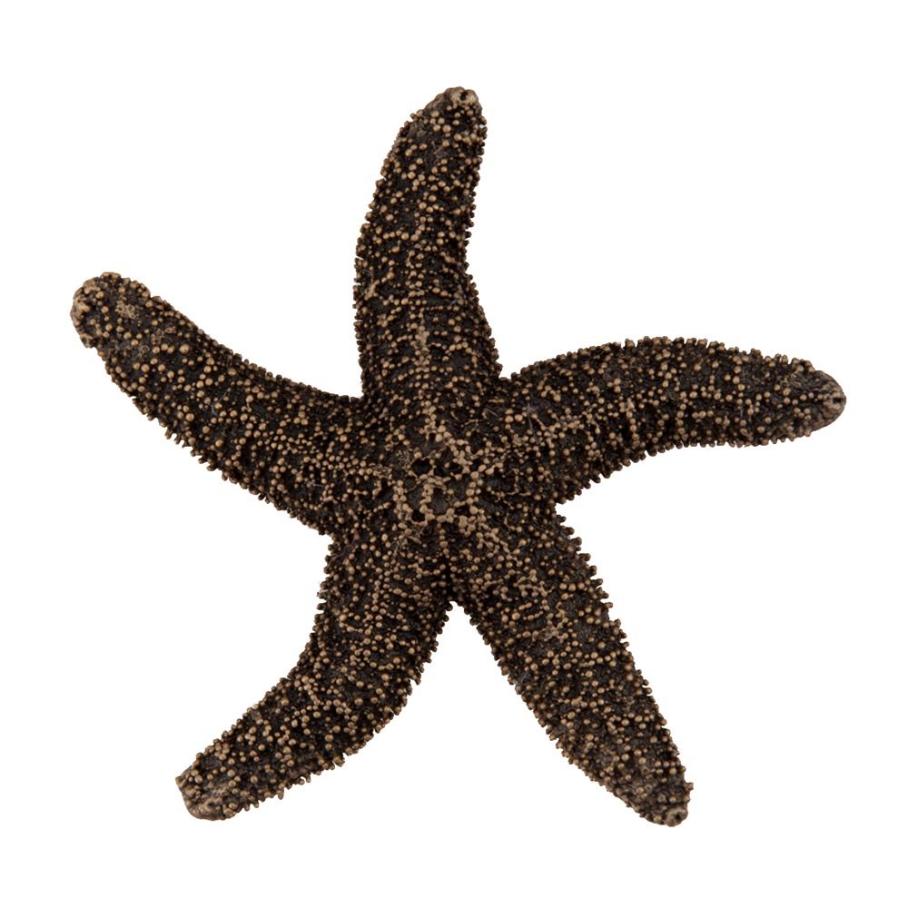 Acorn MFG 2 1/4" Natural Starfish Knob in Museum Gold