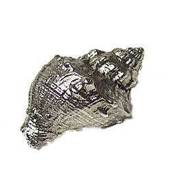 Emenee Murex Conch Knob in Antique Matte Silver