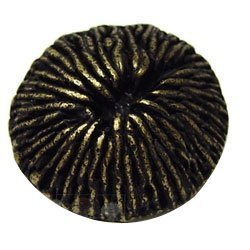Emenee Mushroom Coral Knob in Antique Matte Brass