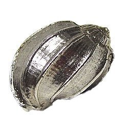 Emenee Bonnet Conch Knob in Antique Matte Silver